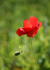 Obraz premium Poppy