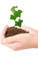 Green plant in the hands. isolated on white.