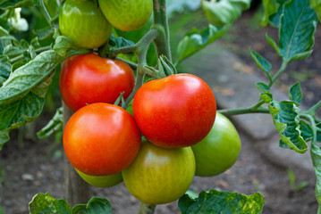 Tomaten