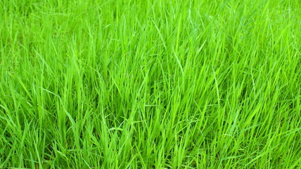 Молодая зелёная трава. Фон