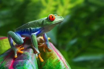 Wall murals Frog Red-Eyed Tree Frog