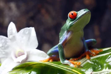 Crédence de cuisine en verre imprimé Grenouille Red-eyed tree frog