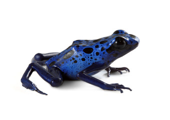 Naklejka premium Blue Poison Dart Frog