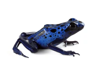 Crédence de cuisine en verre imprimé Grenouille Blue Poison Dart Frog