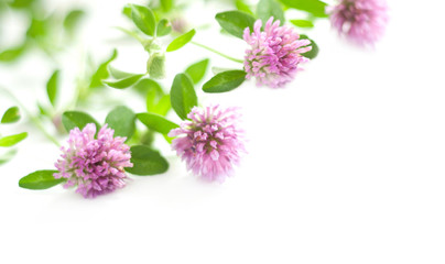 background with pink clover