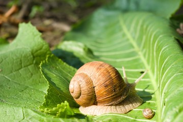 snail
