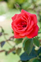 Rose in garden