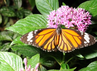 オオカバマダラ