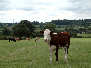 Hereford beef calf