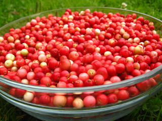lingonberry after purification on a glass bowl