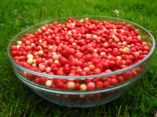 lingonberry after purification on a glass bowl