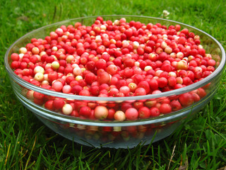 lingonberry after purification on a glass bowl