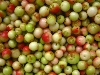 green, unripe fruits harvested lingonberry