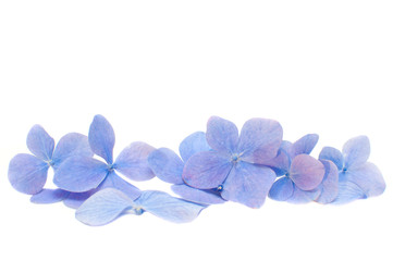 pétales d'hortensias bleus