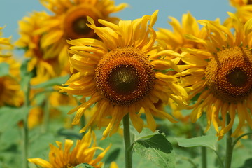 Obraz premium подсолнечник