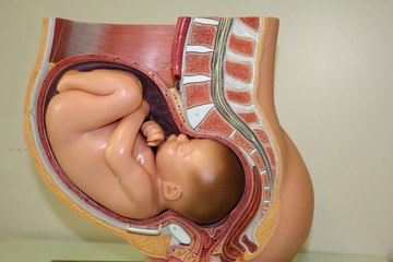 embryo