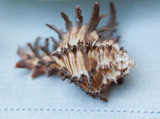 Seashell on blue