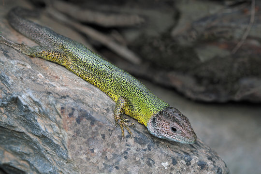 Lagarto verdeazulado occidental, lacerta bilineata