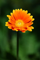 orange Gerbera im Garten