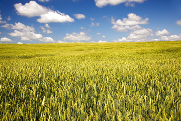 Fototapeta premium Agriculture
