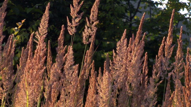 dry grass sways in the wind