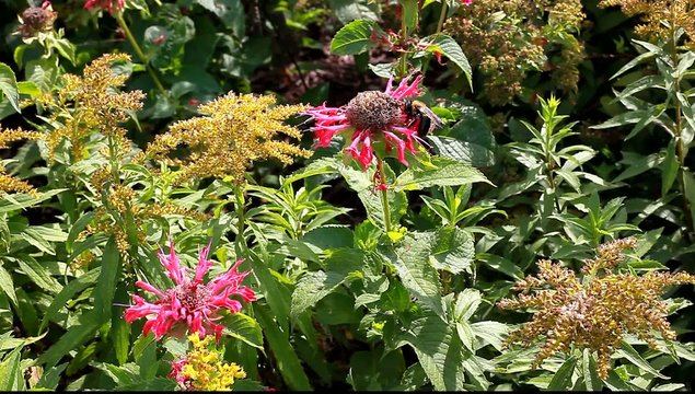 Bee Balm