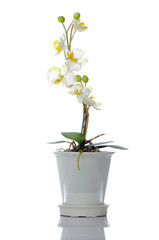 Beautiful white orchid in a pot