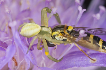 Crab spider with caught fly, extreme close up