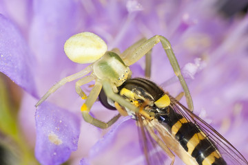 Goldenrod crab spider (Misumena vatia)