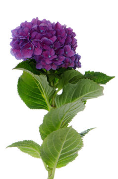 Lacecap Hydrangea (macrophylla Normalis)