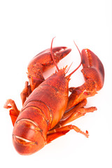 Whole cooked lobster