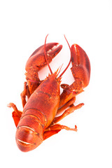 Whole cooked lobster