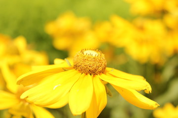 小さいヒマワリ