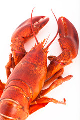 Whole cooked lobster