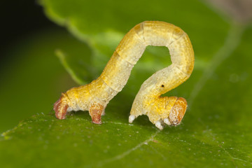 Geometridae moth larva, macro photo