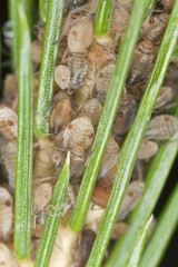 Aphids feeding in fir, extreme close up