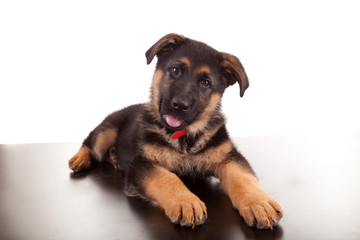 German Shepherd dog