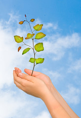 Sapling in palms as a symbol of nature protection