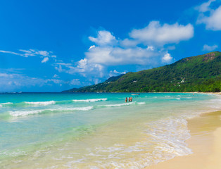 Bay Jungle Panorama