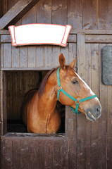 Head of brown horse