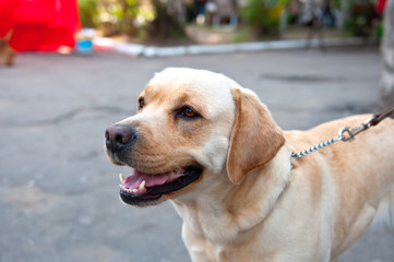 Retriever dog