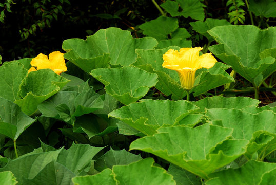 かぼちゃの花 Images Browse 45 Stock Photos Vectors And Video Adobe Stock かぼちゃの花 Images Browse 45 Stock Photos Vectors And Video Adobe Stock