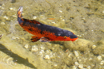 Koi