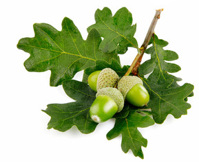 green acorn fruits with