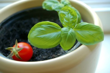 Basilikum und Tomate