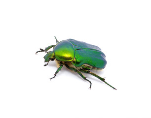 Green beetle