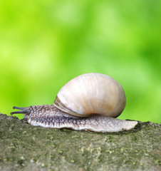snail