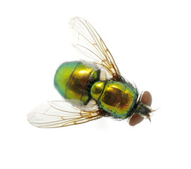 green fly