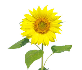 Fototapeta premium sunflower