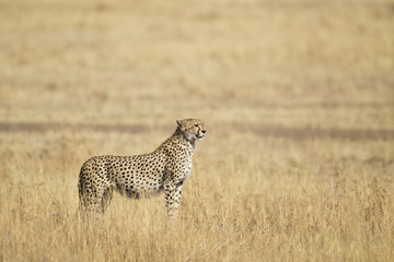 Naklejka premium Cheetah